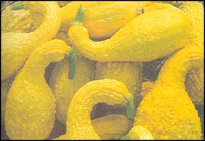 BRUCE FRITZ/SEED SAVERS EXCHANGE